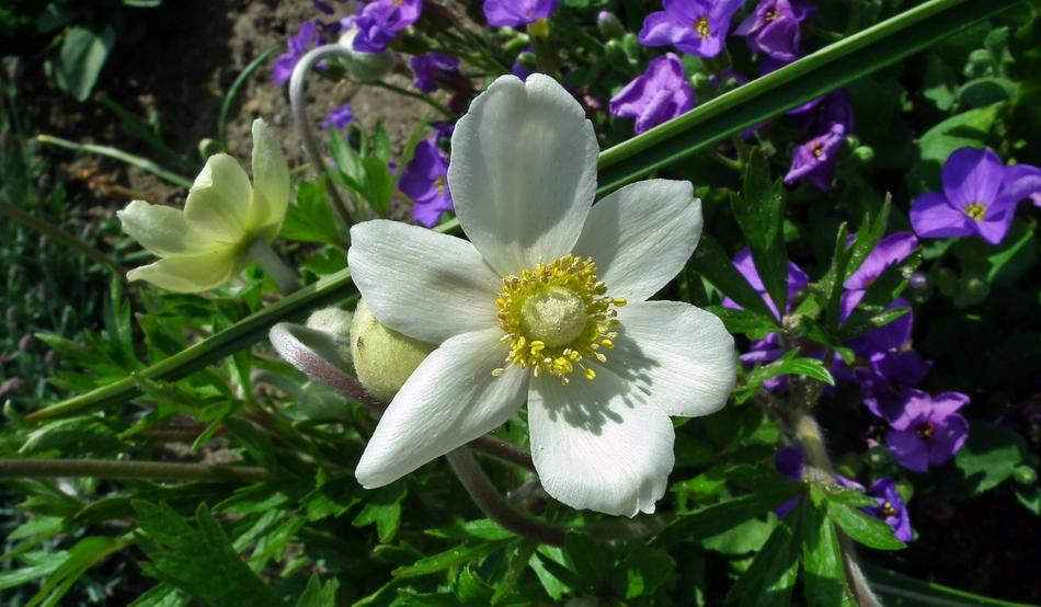 Flower Anemone Nature