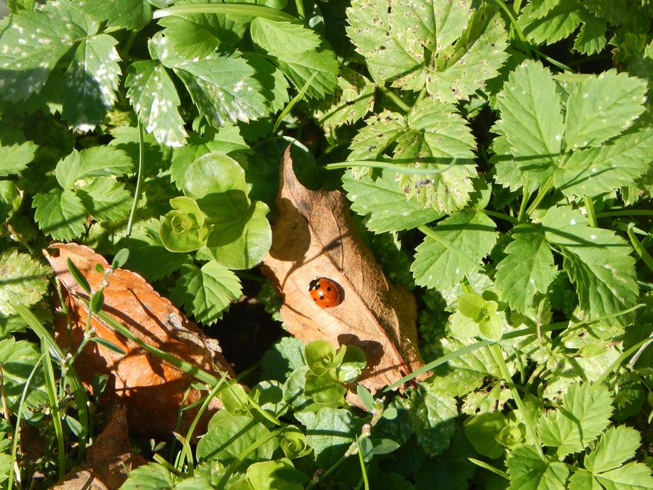 Ladybug Insect Autumn free image download