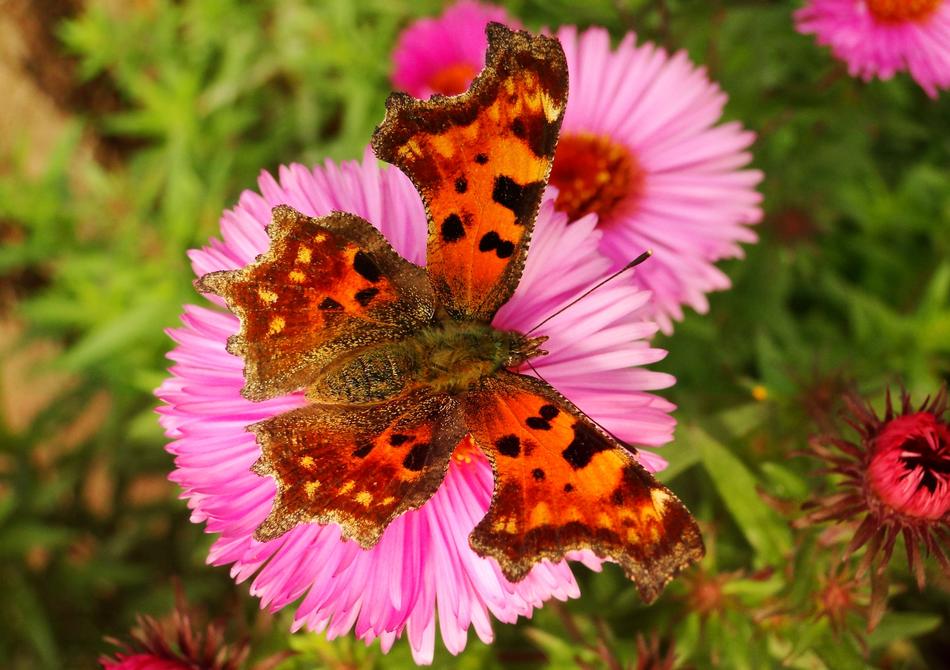 Nature Flower Plant
