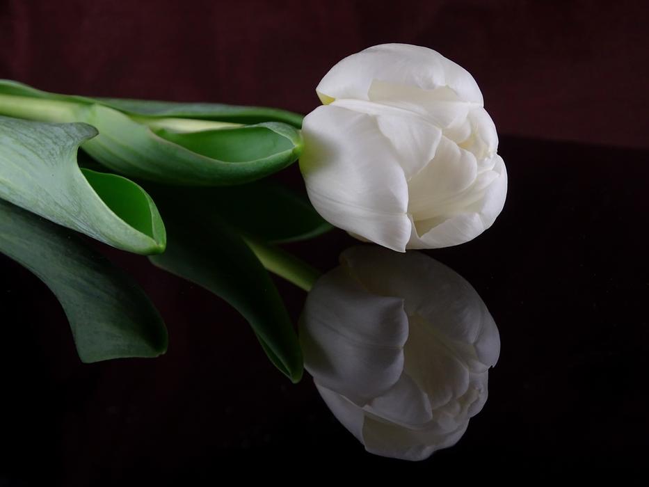 Tulip White Flower