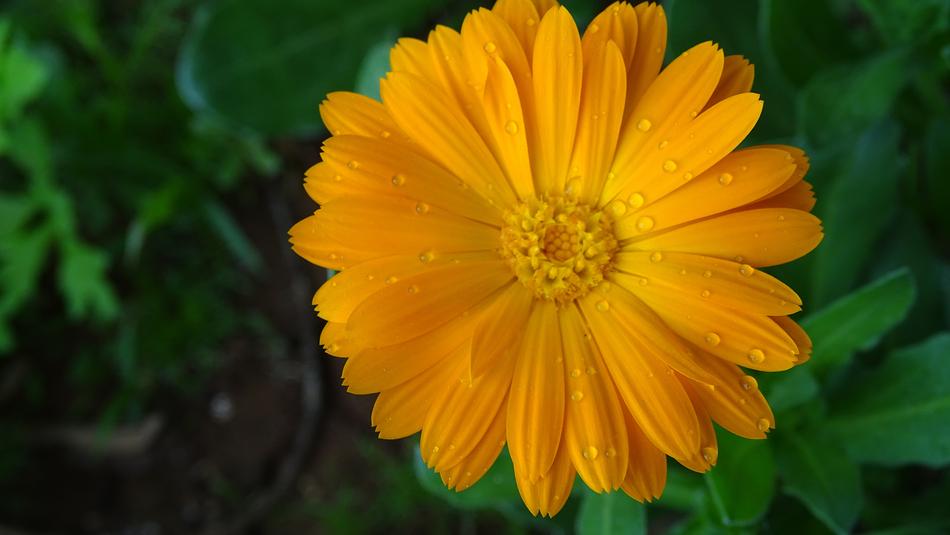 Nature Summer Flora