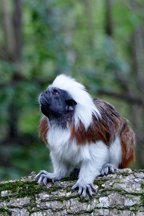 Cute wild monkey in forest