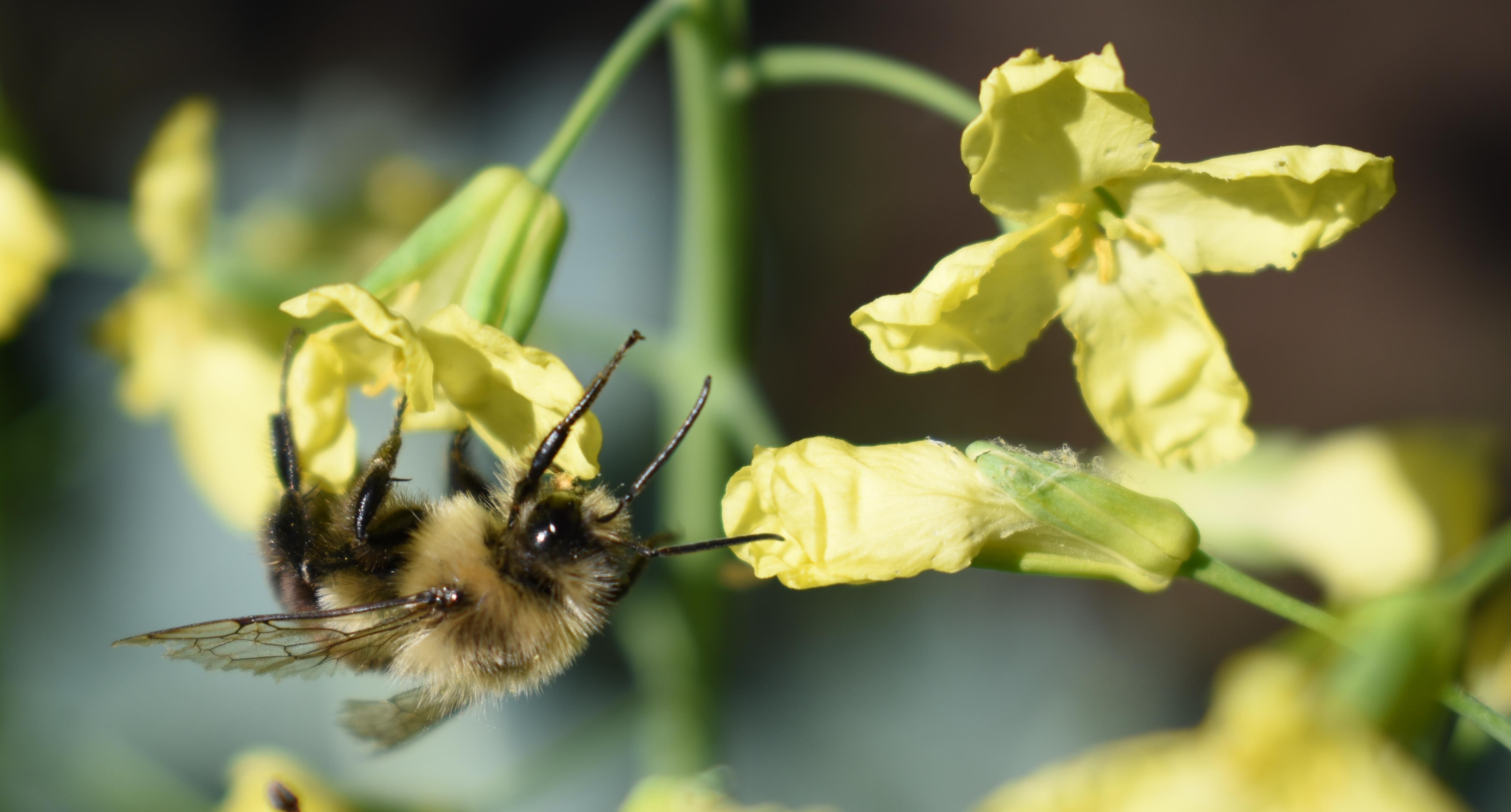 Bee Bumblebee Flower Yellow free image download