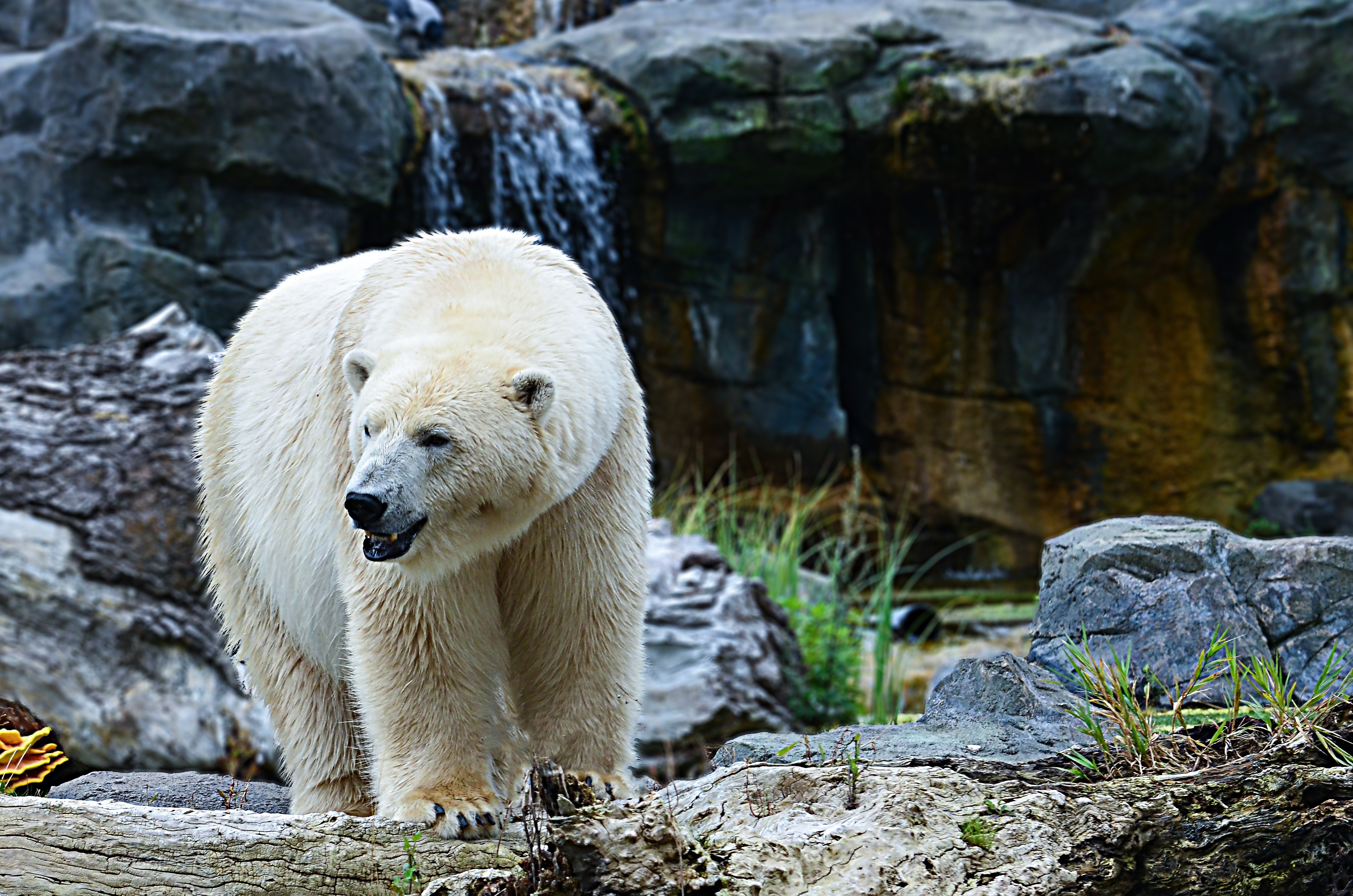 Near bear. Белый медведь в природе. Животный мир белый медведь. Белый медведь фото. Каменный медведь.