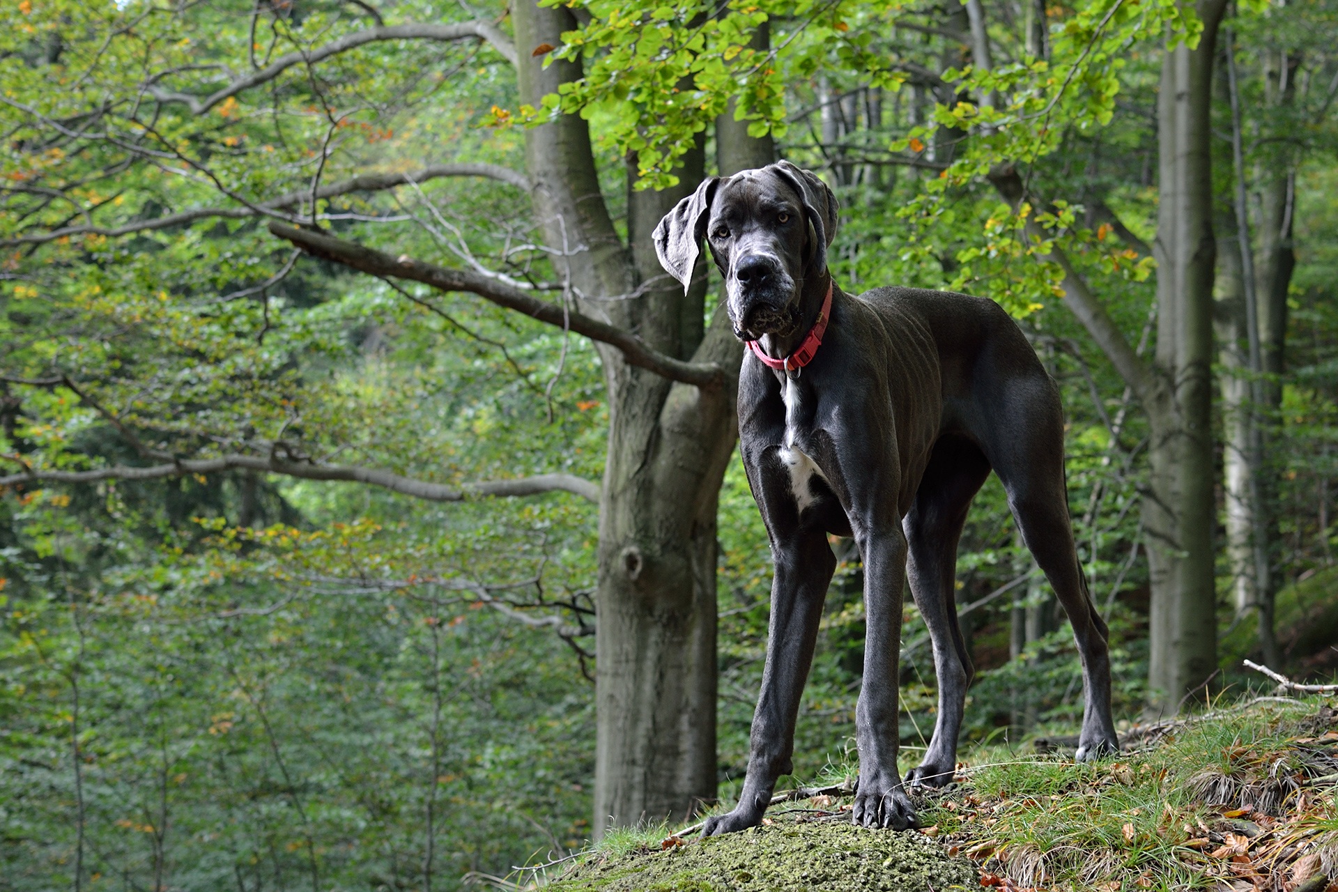 Great Dane dog Portrait free image download