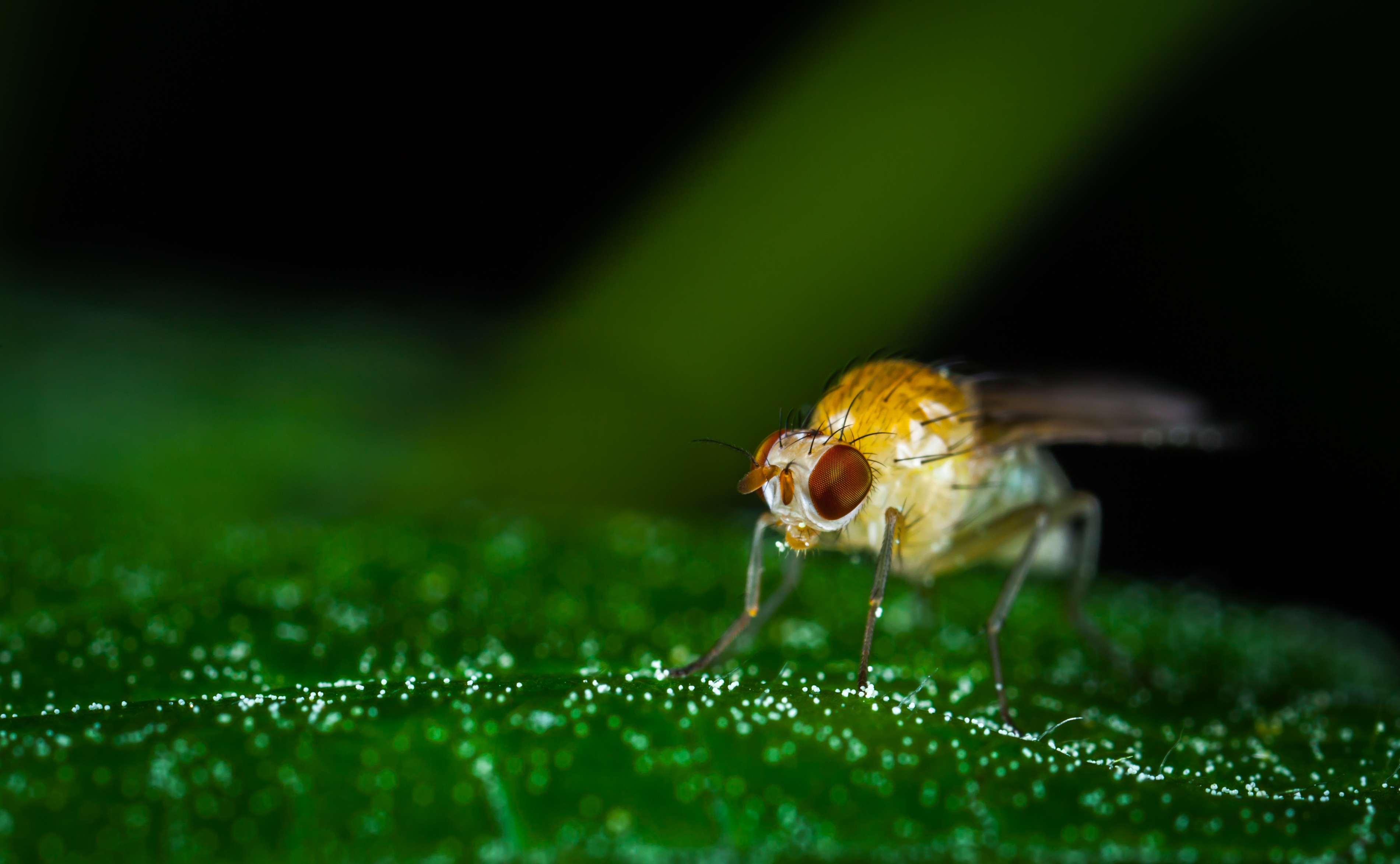 Animals Insect Nature Living free image download