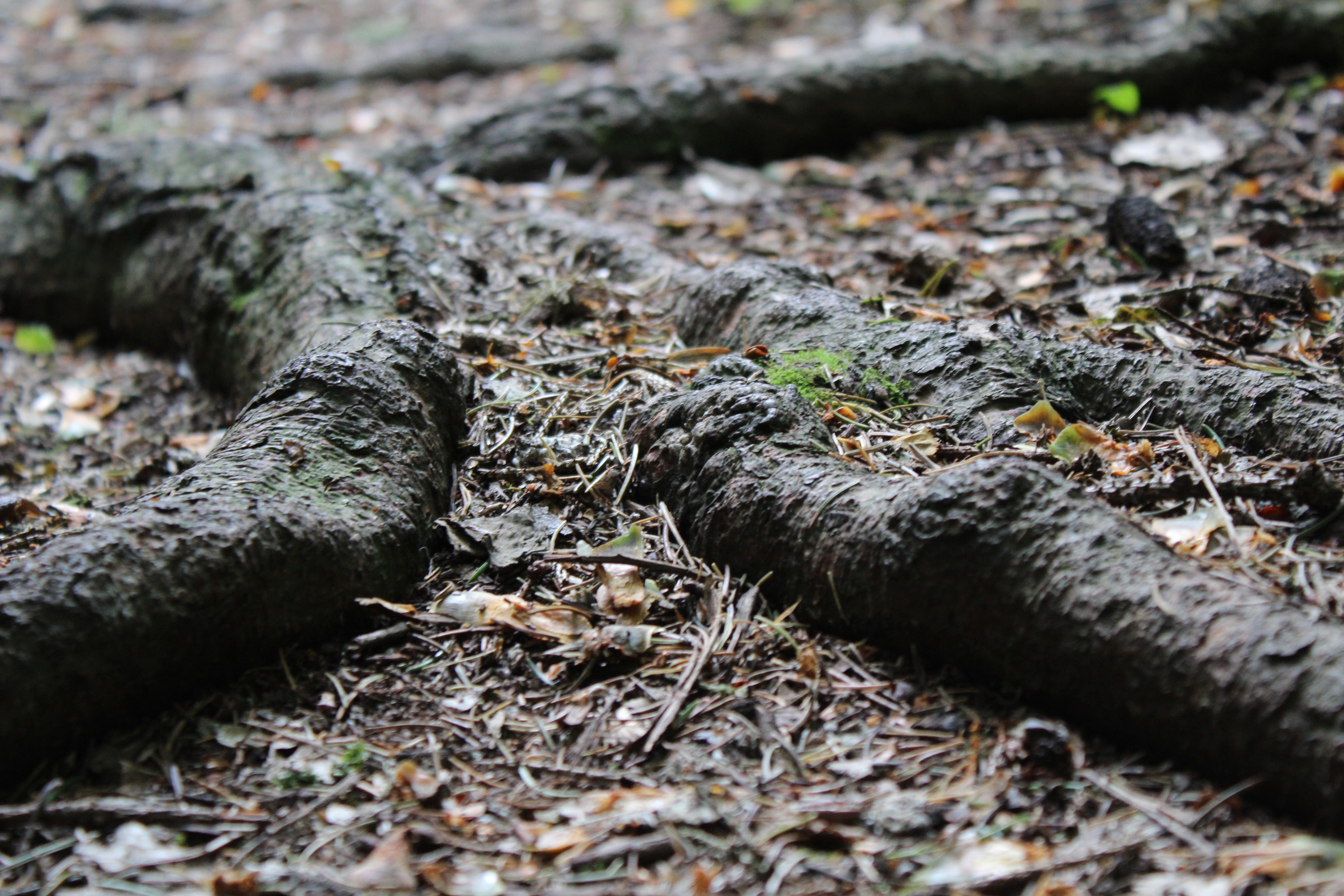 Root Forest Shadow free image download
