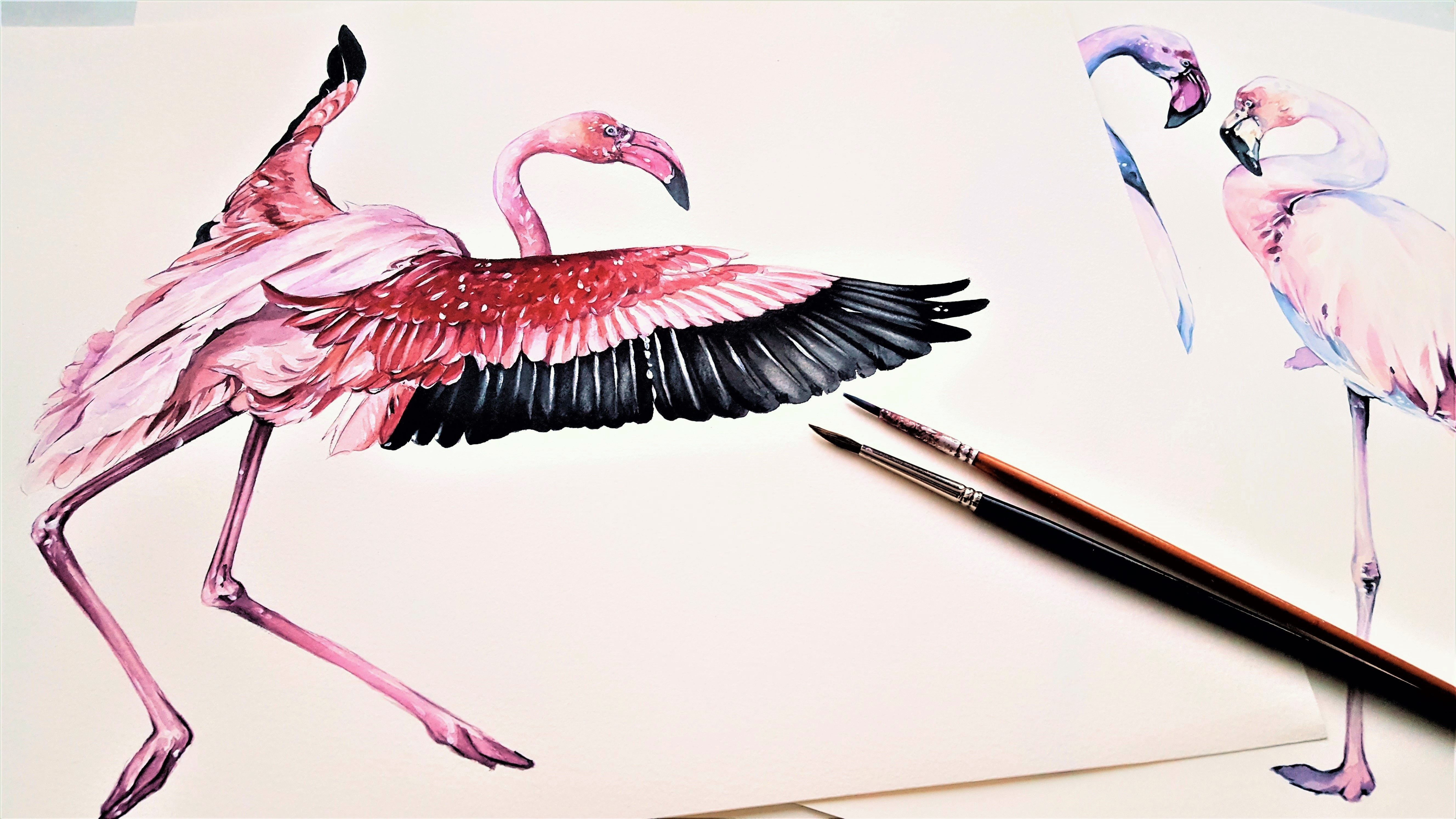 Фламинго анатомия для художников