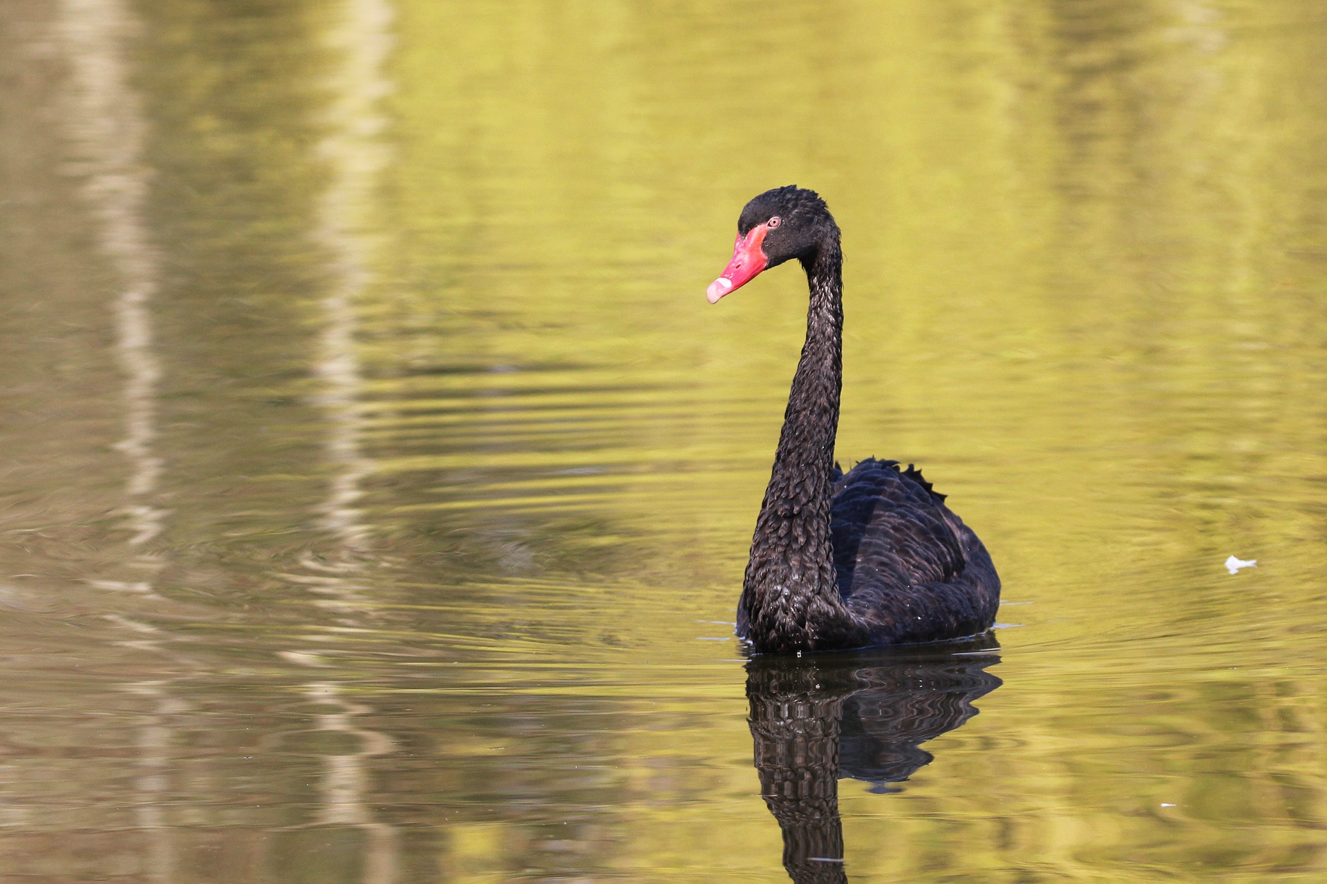 Swan Black Bird free image download