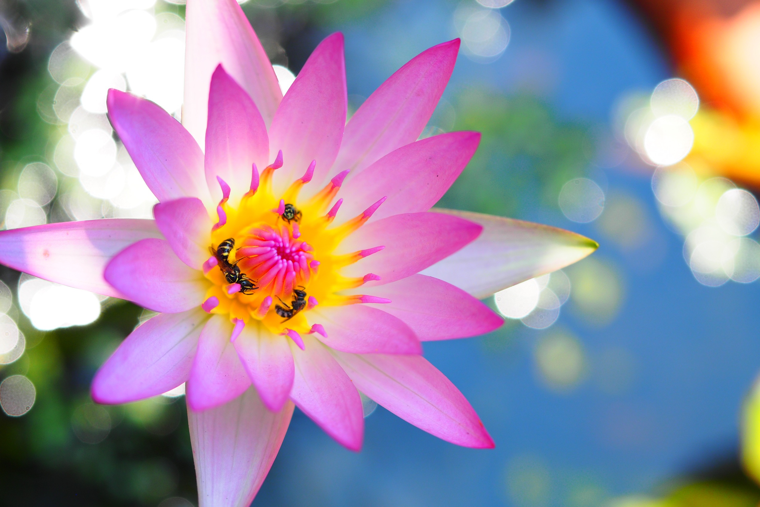 Flower Plant Nature free image download