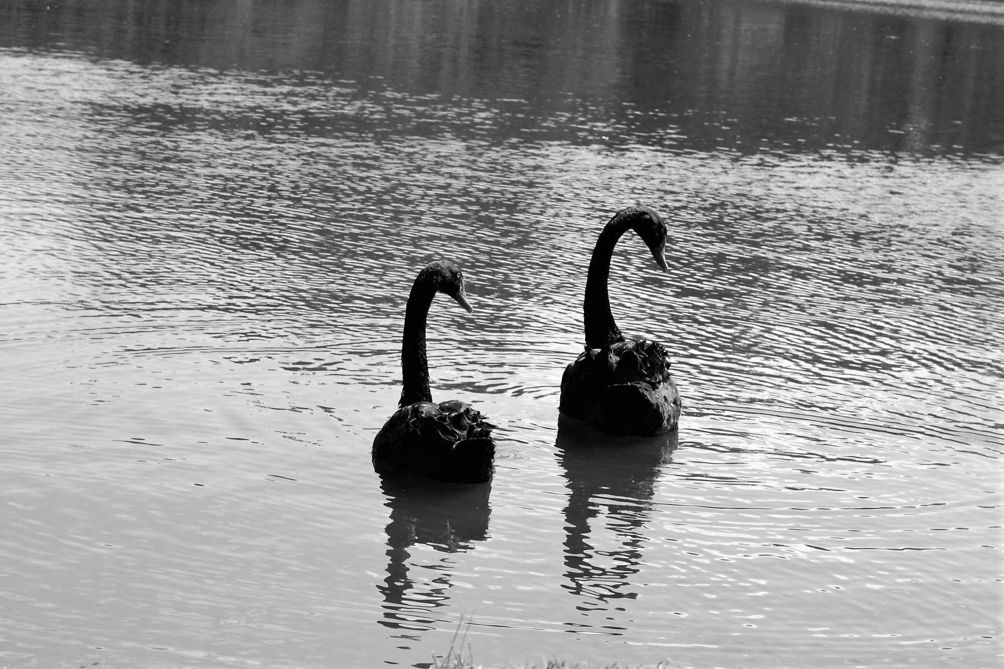 Ibirapuera Park São Paulo Nature free image download