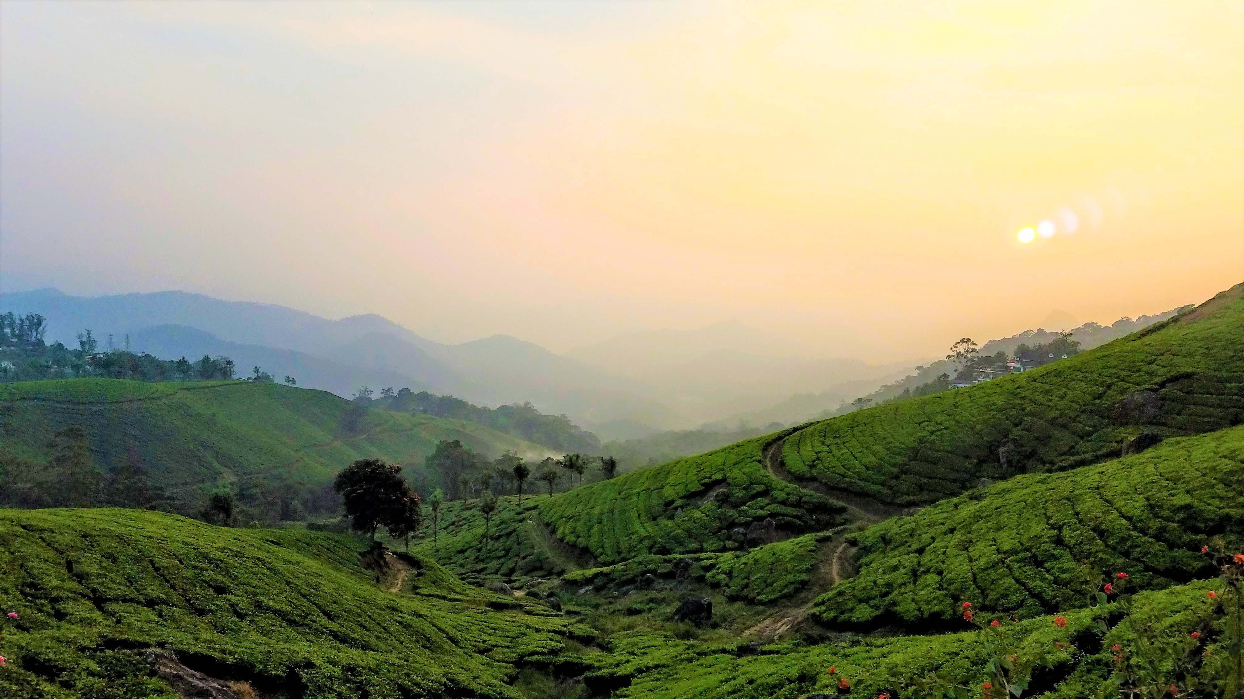 Tea Plantations Plants free image download