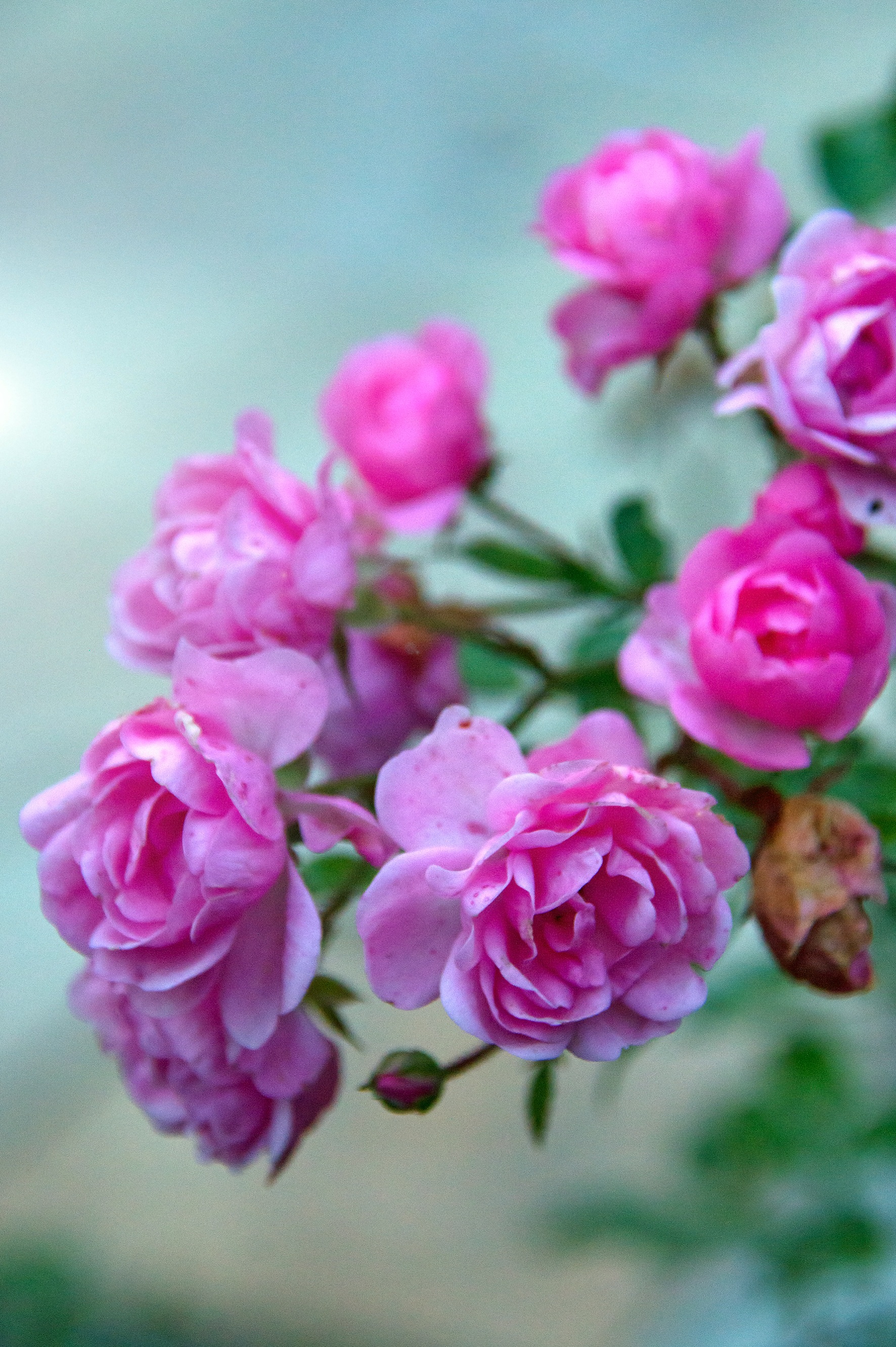 Rose Autumn Pink free image download