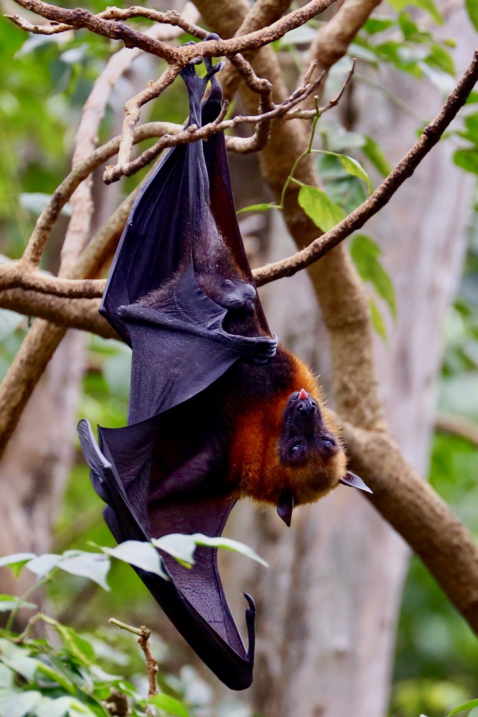 Bat Hanging Nature free image download