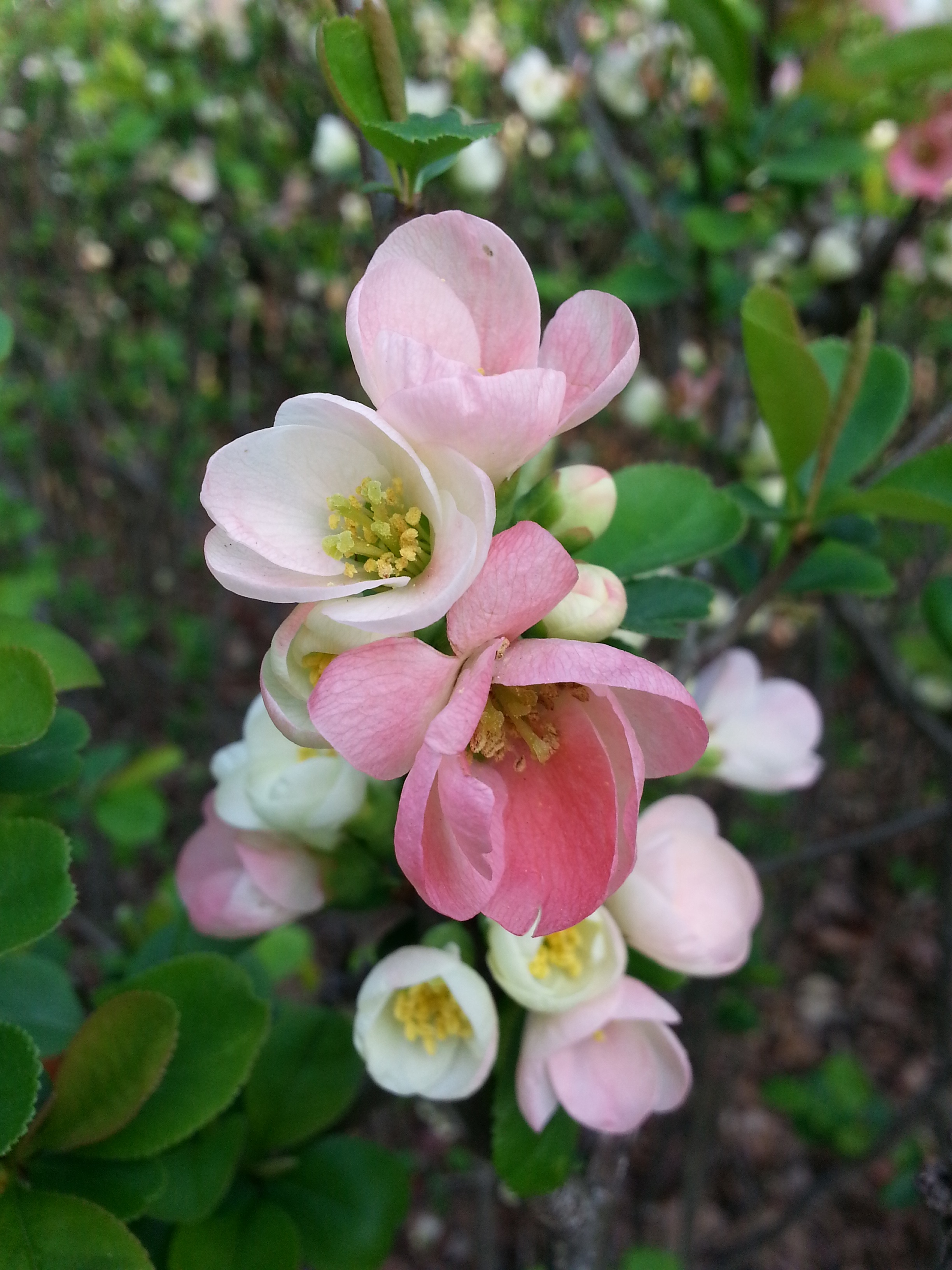 flowers-plant-natural-free-image-download