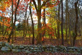 Foliage Trees Stone Wall