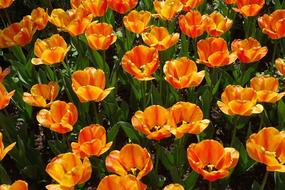 Tulips Garden Plant