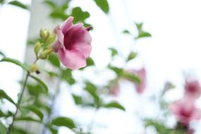 Gumamela Photography Nature