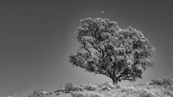Spain Tree Landscape