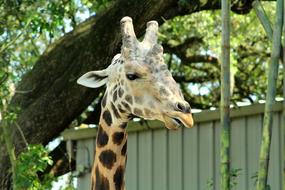 Nature Animal Wildlife