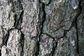 Bark Tree Wood