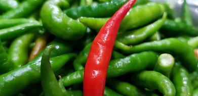 hot red pepper on a green background