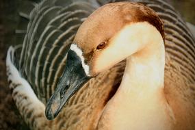 Nature Animal World Bird