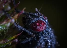 Nature No One Bespozvonochnoe