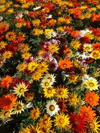 Flowers Colors Spring Color