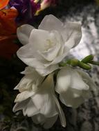 Withered Flower White