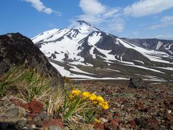 Volcano The Foot Flowers