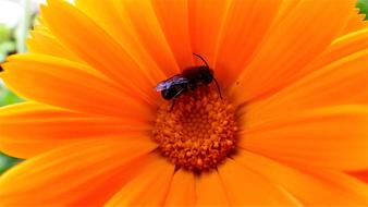 Nature No Person Flower