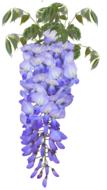Wisteria Flower