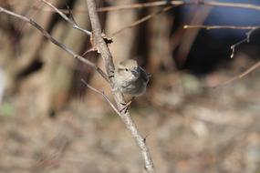 Nature Living Animals