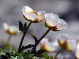 The Nature Of Flower