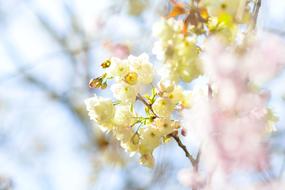 Flowers Natural Cherry