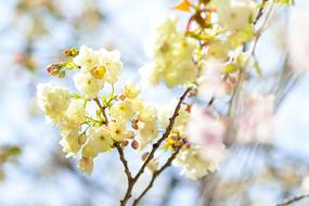 Flowers Natural Cherry