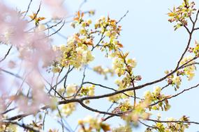 Flowers Natural Cherry