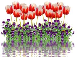 Tulips Spring Nature