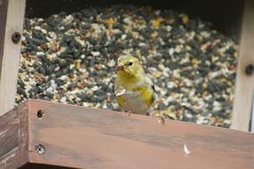 Nature Bird Female Gold finch