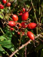 Rose Hip Red Autumn