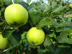 fresh delicious apples