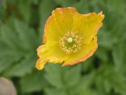 Flower Norway Nature