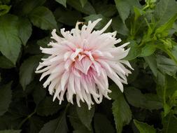 Dahlia Flower
