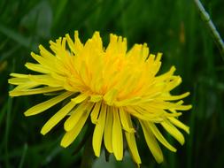 Dandelion Nature Flower