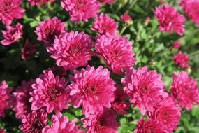 autumn flowers nature flower plant