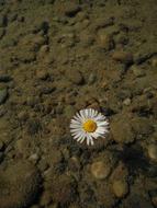 Nature Background Plant