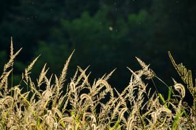 Silver Grass Pool Autumn