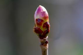 Flower Bud Maple Nature