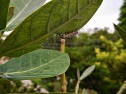 Caterpillar Nature Leaves